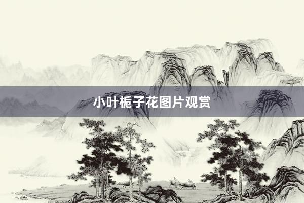 小叶栀子花图片观赏